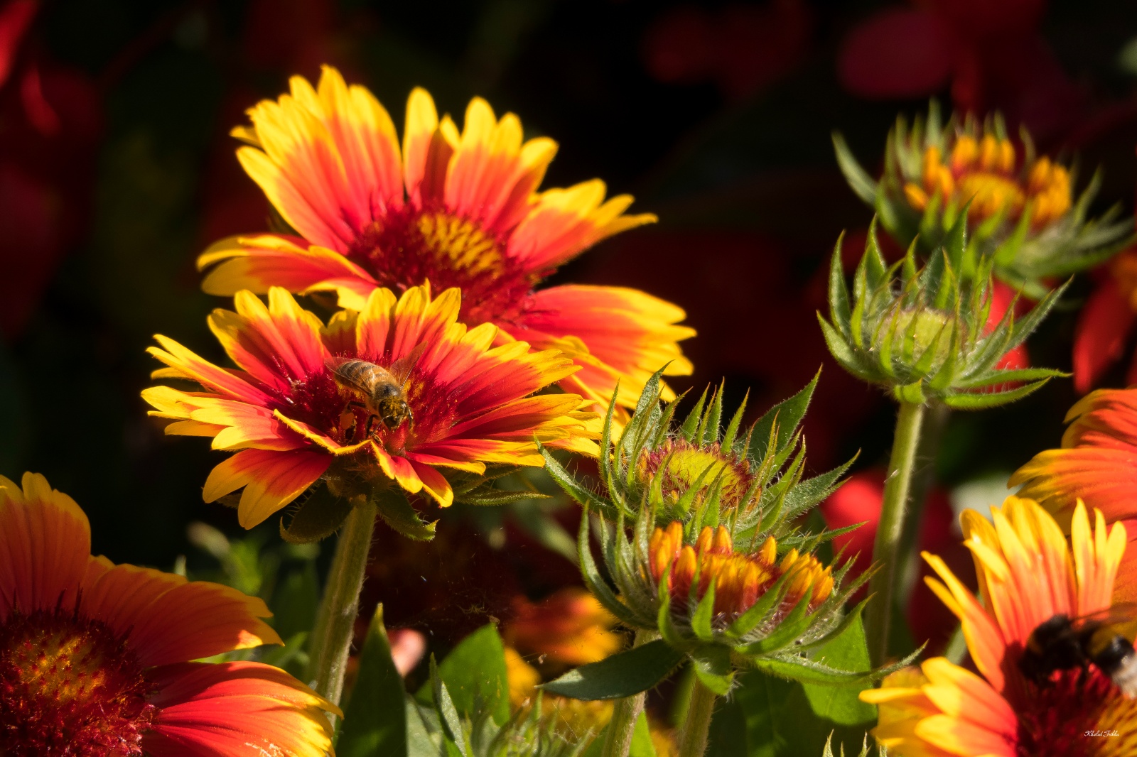 Khaledfrikha photographe paysage nancy lorraine massifs fleurs villers  (35)030